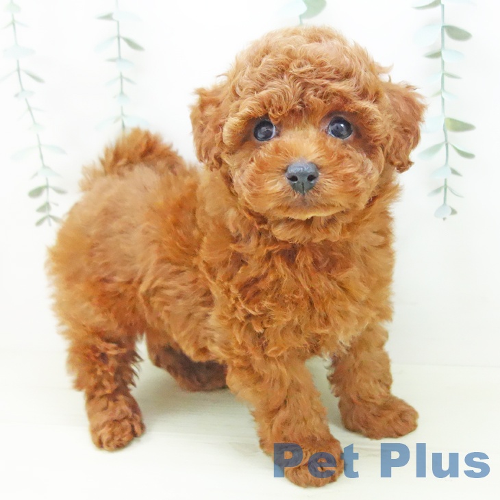 石川県のトイプードル(トイ) (ペットプラス 白山店/2025年11月27日生まれ/男の子/レッドフォーン)の子犬の1枚目の画像