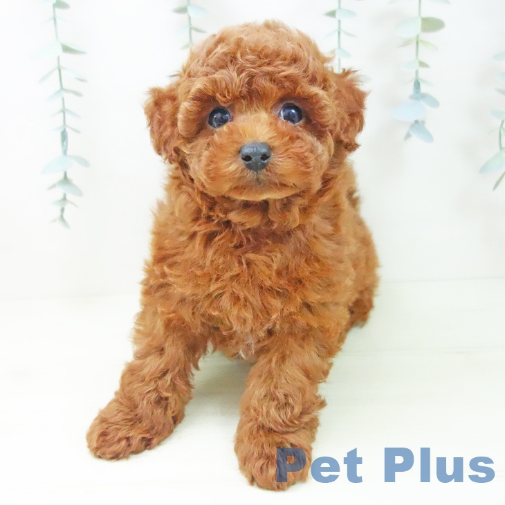 石川県のトイプードル(トイ) (ペットプラス 白山店/2025年11月27日生まれ/男の子/レッドフォーン)の子犬の2枚目の画像