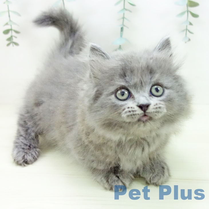 愛知県のミヌエット (ペットプラス ナゴヤドーム前店/2025年11月26日生まれ/男の子/ブルータビー)の子猫の1枚目の画像