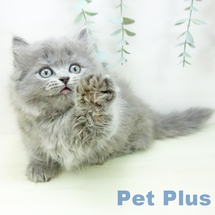 愛知県のミヌエット (ペットプラス ナゴヤドーム前店/2025年11月26日生まれ/男の子/ブルータビー)の子猫の2枚目の画像