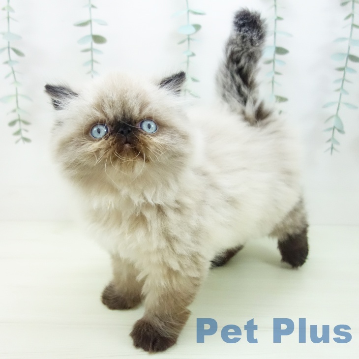 岐阜県のヒマラヤン (ペットプラス 各務原店/2025年11月21日生まれ/女の子/シールポイント)の子猫の1枚目の画像