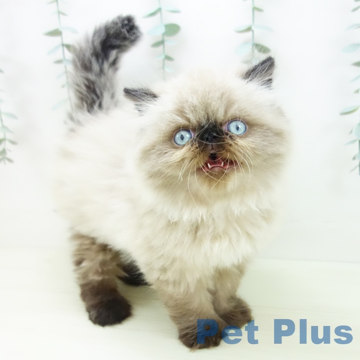 岐阜県のヒマラヤン (ペットプラス 各務原店/2025年11月21日生まれ/女の子/シールポイント)の子猫の2枚目の画像