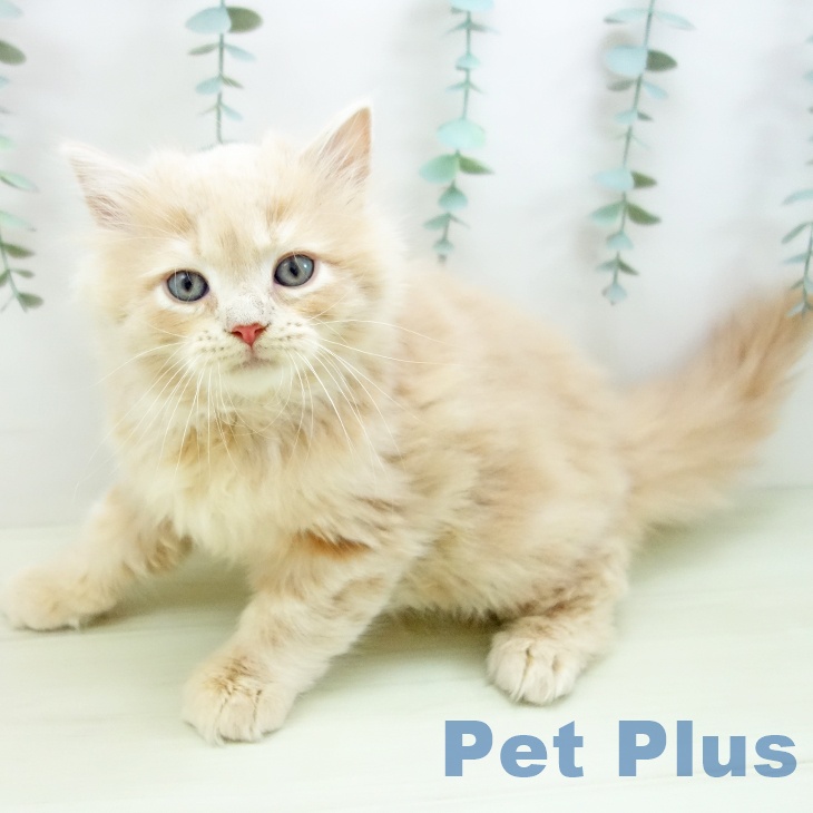 愛知県のラガマフィン (ペットプラス イオンモール豊川店/2025年11月24日生まれ/男の子/クリームタビー)の子猫の1枚目の画像