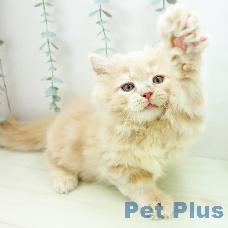 愛知県のラガマフィン (ペットプラス イオンモール豊川店/2025年11月24日生まれ/男の子/クリームタビー)の子猫の2枚目の画像