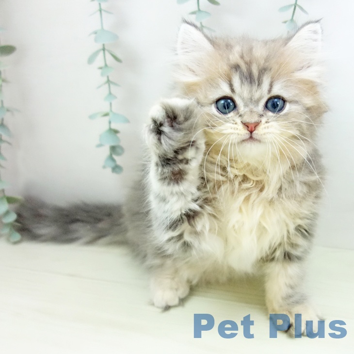 愛知県のサイベリアン (ペットプラス 則武新町店/2025年11月19日生まれ/男の子/ブルータビー)の子猫の1枚目の画像