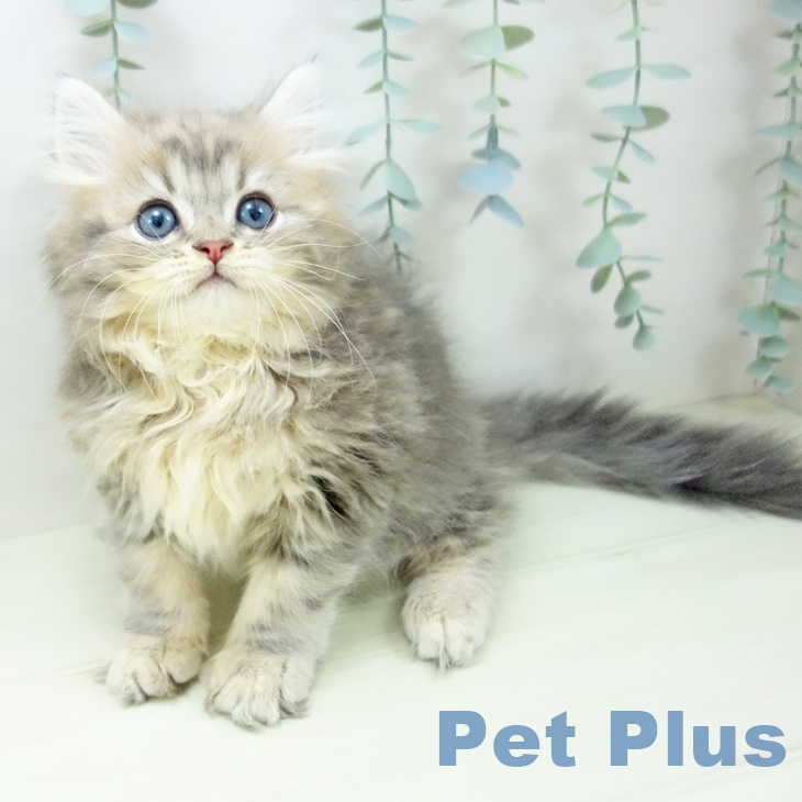 愛知県のサイベリアン (ペットプラス 則武新町店/2025年11月19日生まれ/男の子/ブルータビー)の子猫の2枚目の画像