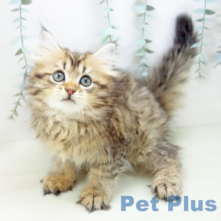 岐阜県のサイベリアン (ペットプラス 光ケ丘店/2025年11月19日生まれ/男の子/ブラウンタビー)の子猫の1枚目の画像