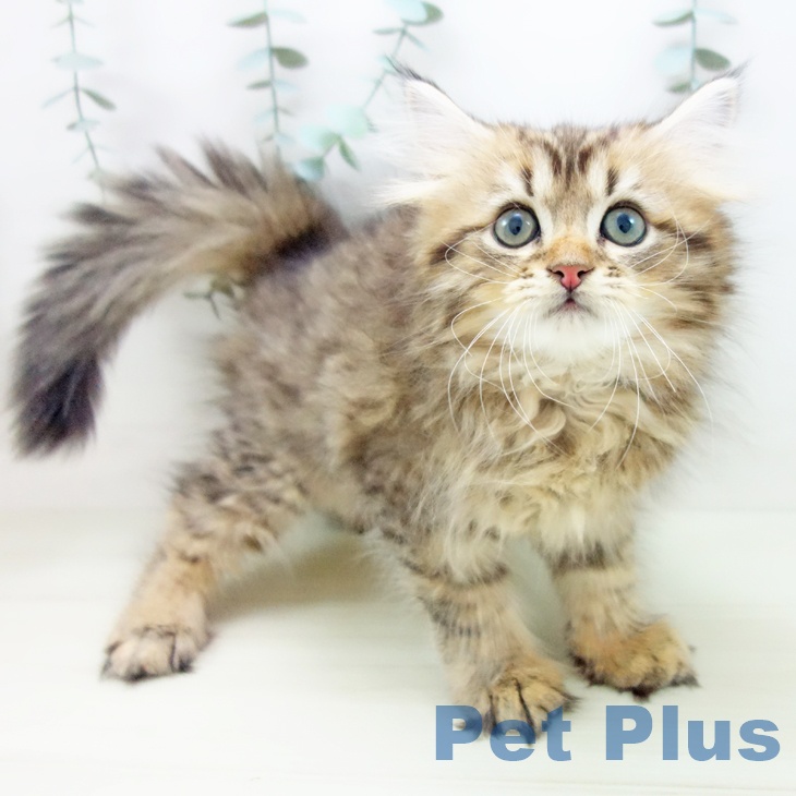岐阜県のサイベリアン (ペットプラス 光ケ丘店/2025年11月19日生まれ/男の子/ブラウンタビー)の子猫の2枚目の画像