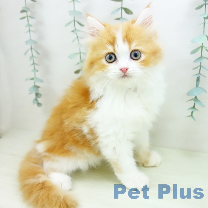 愛知県のラガマフィン (ペットプラス mozoワンダーシティ店/2025年11月25日生まれ/女の子/レッドタビーホワイト)の子猫の1枚目の画像