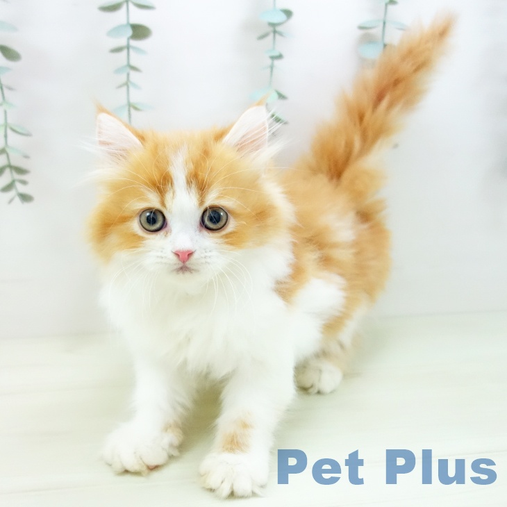 愛知県のラガマフィン (ペットプラス mozoワンダーシティ店/2025年11月25日生まれ/女の子/レッドタビーホワイト)の子猫の2枚目の画像