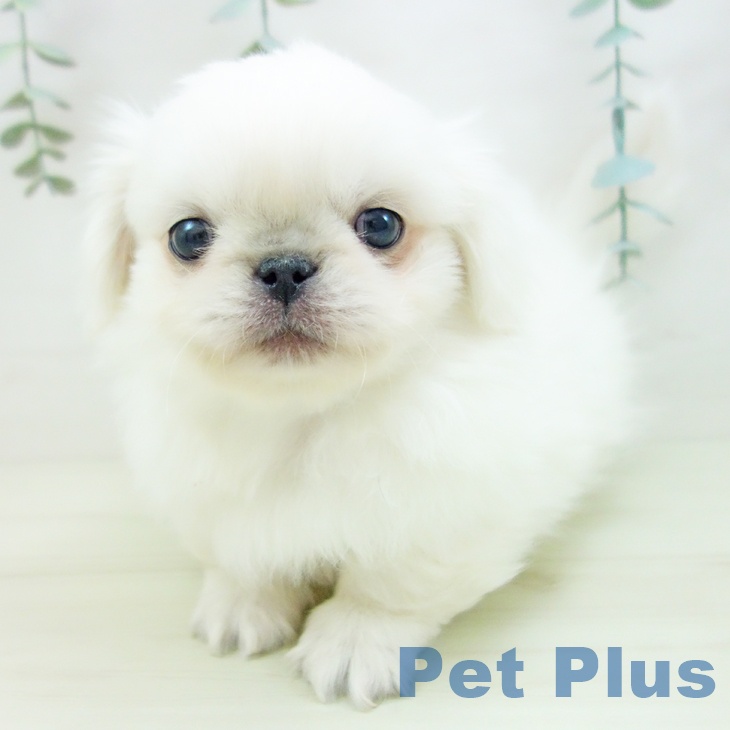 石川県のペキニーズ (ペットプラス 白山店/2025年11月22日生まれ/男の子/ホワイト)の子犬の2枚目の画像