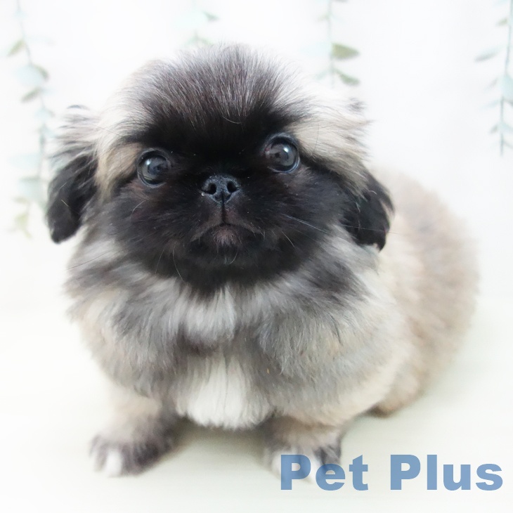 愛知県のペキニーズ (ペットプラス ナゴヤドーム前店/2025年11月22日生まれ/男の子/フォーン)の子犬の1枚目の画像