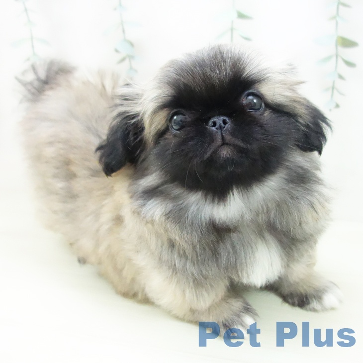 愛知県のペキニーズ (ペットプラス ナゴヤドーム前店/2025年11月22日生まれ/男の子/フォーン)の子犬の2枚目の画像