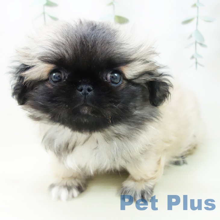 岐阜県のペキニーズ (ペットプラス 各務原店/2025年11月22日生まれ/男の子/フォーン)の子犬の1枚目の画像