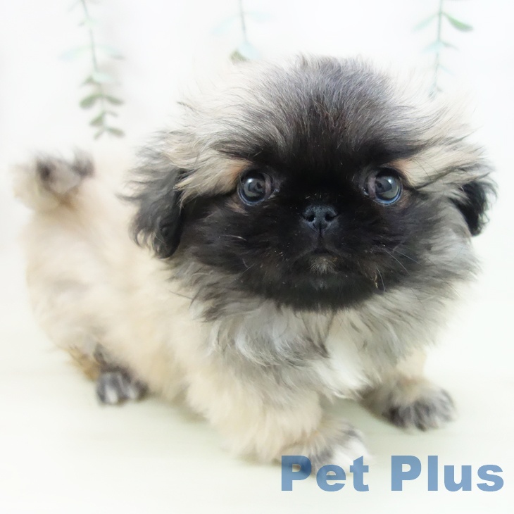 岐阜県のペキニーズ (ペットプラス 各務原店/2025年11月22日生まれ/男の子/フォーン)の子犬の2枚目の画像