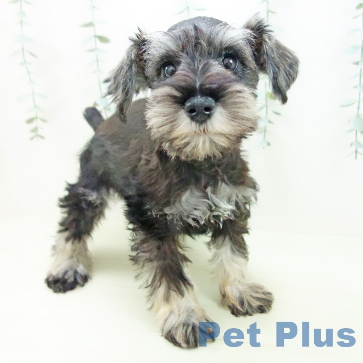 岐阜県のミニチュアシュナウザー (ペットプラス 光ケ丘店/2025年11月25日生まれ/男の子/ソルトペッパー)の子犬の1枚目の画像