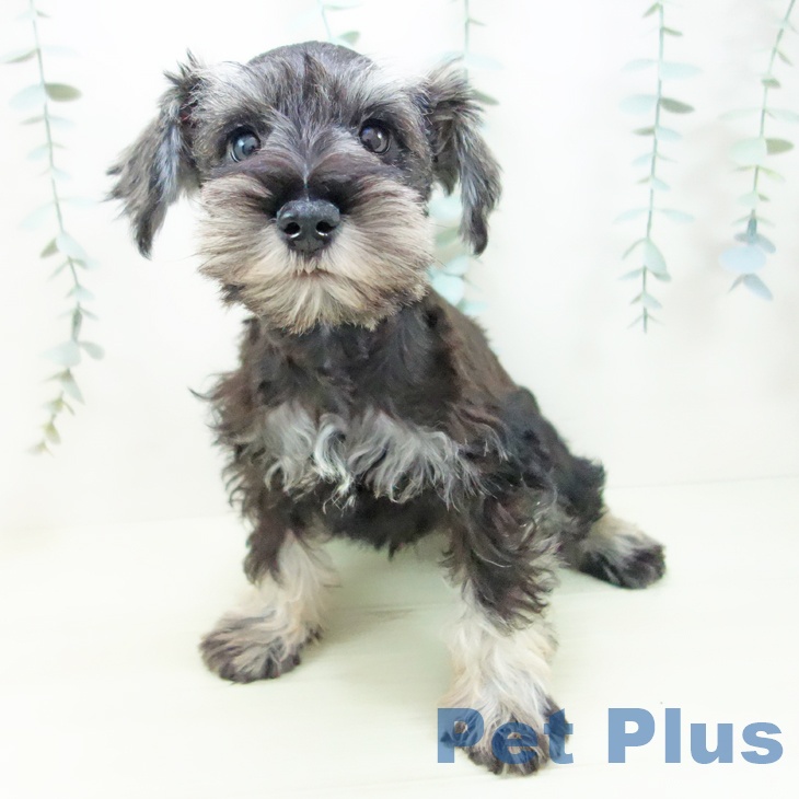 岐阜県のミニチュアシュナウザー (ペットプラス 光ケ丘店/2025年11月25日生まれ/男の子/ソルトペッパー)の子犬の2枚目の画像