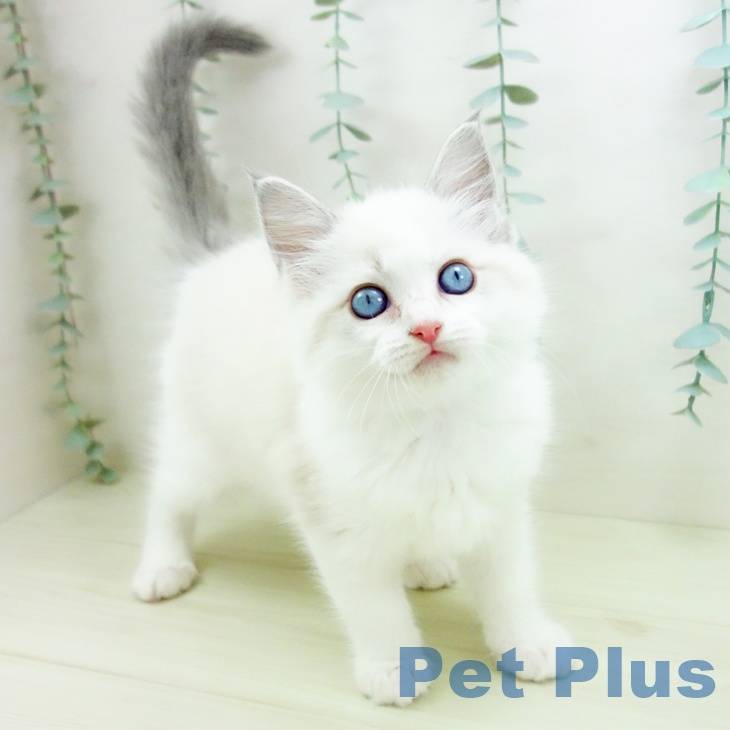 愛知県のラグドール (ペットプラス みなと店/2025年11月27日生まれ/女の子/ブルーポイントバイカラー)の子猫の1枚目の画像