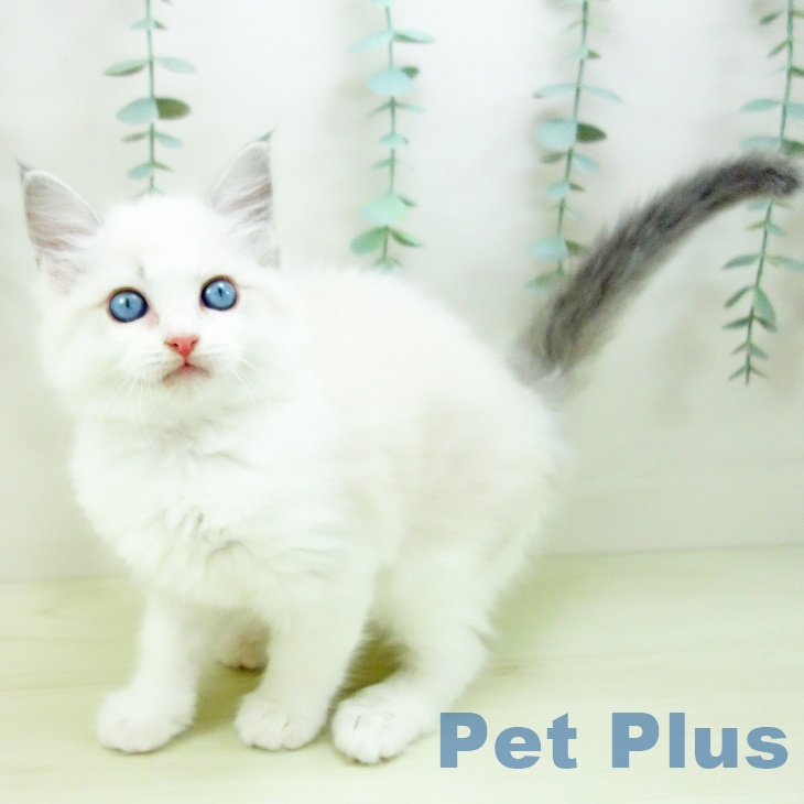 愛知県のラグドール (ペットプラス みなと店/2025年11月27日生まれ/女の子/ブルーポイントバイカラー)の子猫の2枚目の画像