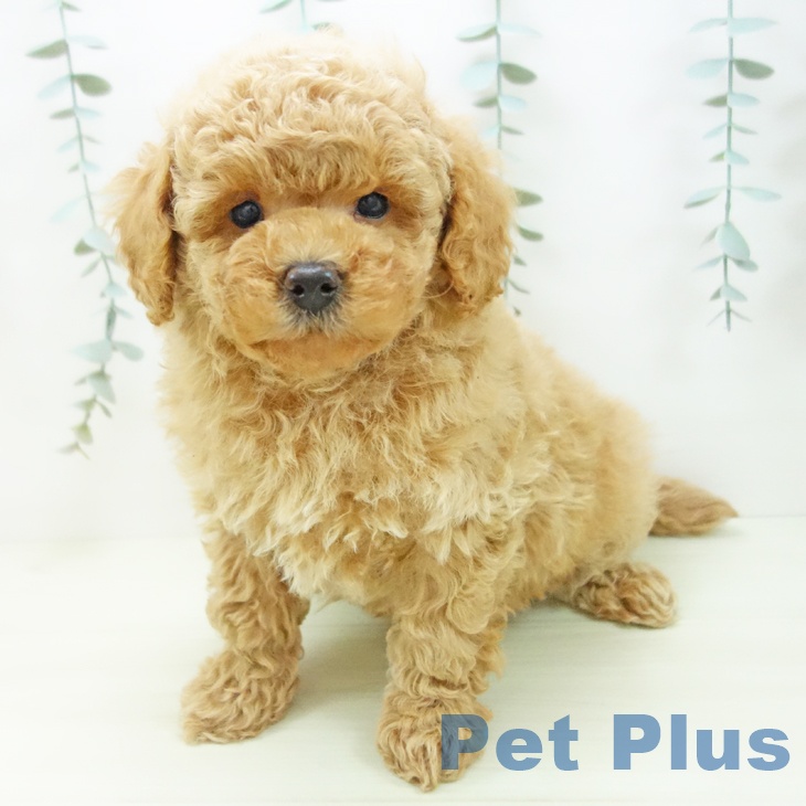 愛知県のトイプードル(トイ) (ペットプラス イオンモール豊川店/2025年11月27日生まれ/男の子/アプリコット)の子犬の1枚目の画像