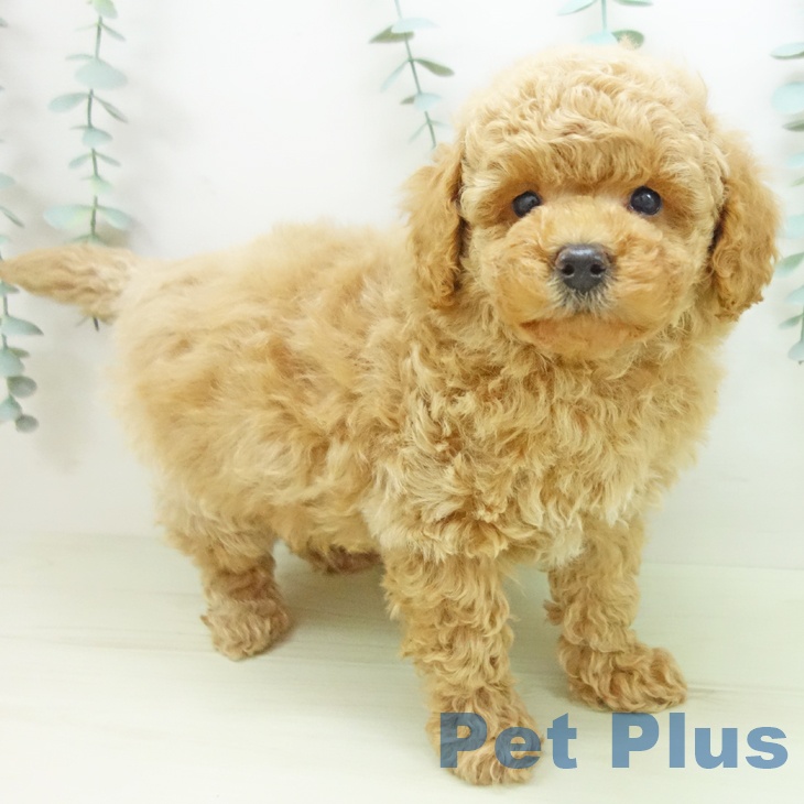 愛知県のトイプードル(トイ) (ペットプラス イオンモール豊川店/2025年11月27日生まれ/男の子/アプリコット)の子犬の2枚目の画像