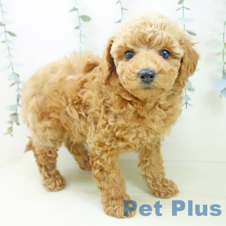 愛知県のトイプードル(トイ) (ペットプラス イオンモール豊川店/2025年11月27日生まれ/女の子/アプリコット)の子犬の1枚目の画像