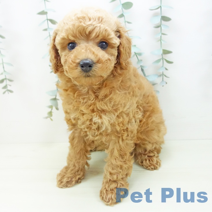 愛知県のトイプードル(トイ) (ペットプラス イオンモール豊川店/2025年11月27日生まれ/女の子/アプリコット)の子犬の2枚目の画像