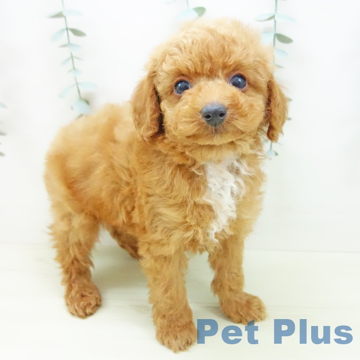愛知県のトイプードル(トイ) (ペットプラス イオンモール長久手店/2025年11月27日生まれ/男の子/レッド)の子犬の2枚目の画像
