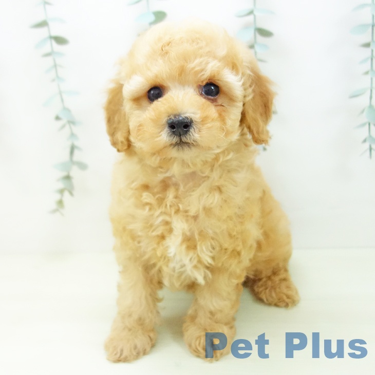 富山県のトイプードル(トイ) (ペットプラス 高岡店/2025年11月27日生まれ/男の子/アプリコット)の子犬の1枚目の画像
