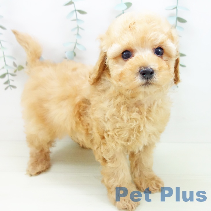 富山県のトイプードル(トイ) (ペットプラス 高岡店/2025年11月27日生まれ/男の子/アプリコット)の子犬の2枚目の画像