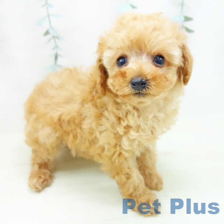 愛知県のトイプードル(トイ) (ペットプラス ナゴヤドーム前店/2025年11月27日生まれ/男の子/アプリコット)の子犬の1枚目の画像