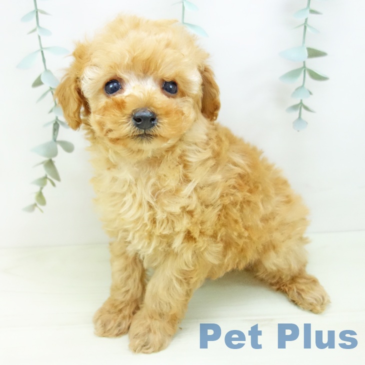 愛知県のトイプードル(トイ) (ペットプラス ナゴヤドーム前店/2025年11月27日生まれ/男の子/アプリコット)の子犬の2枚目の画像