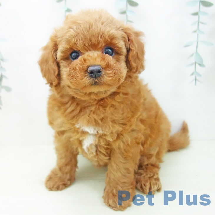 岐阜県のトイプードル(トイ) (ペットプラス 各務原店/2025年11月27日生まれ/女の子/アプリコット)の子犬の1枚目の画像