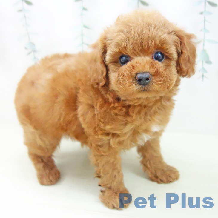岐阜県のトイプードル(トイ) (ペットプラス 各務原店/2025年11月27日生まれ/女の子/アプリコット)の子犬の2枚目の画像