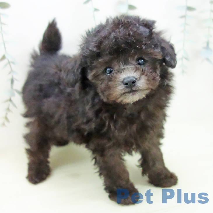 岐阜県のトイプードル(トイ) (ペットプラス 各務原店/2025年11月27日生まれ/男の子/シルバー)の子犬の1枚目の画像