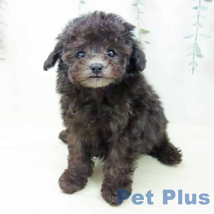 岐阜県のトイプードル(トイ) (ペットプラス 各務原店/2025年11月27日生まれ/男の子/シルバー)の子犬の2枚目の画像