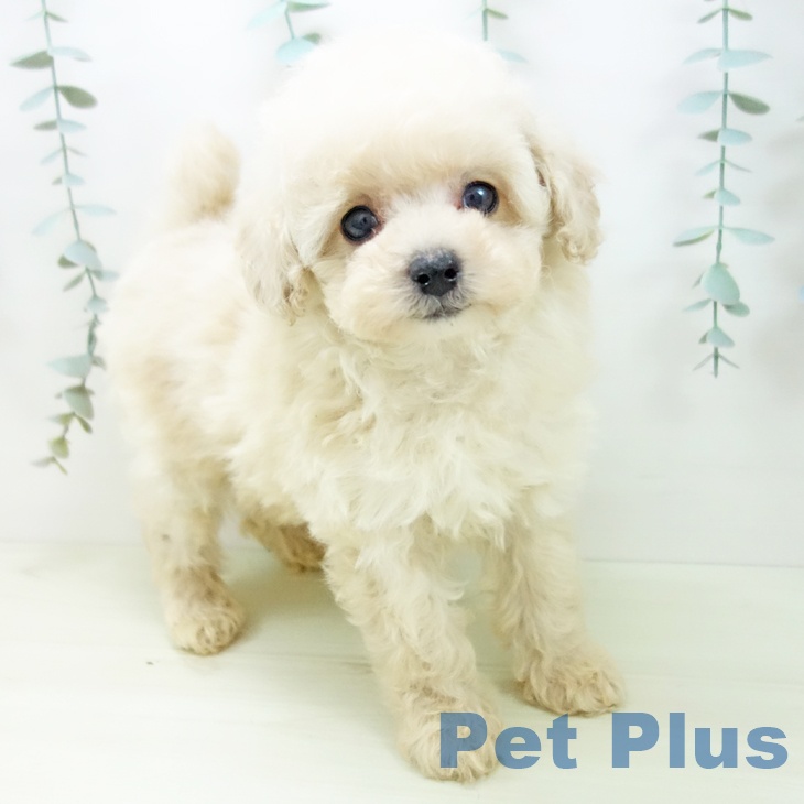 愛知県のトイプードル(トイ) (ペットプラス 名古屋茶屋店/2025年11月27日生まれ/男の子/クリーム)の子犬の1枚目の画像