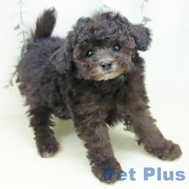 愛知県のトイプードル(トイ) (ペットプラス ナゴヤドーム前店/2025年11月27日生まれ/女の子/シルバー)の子犬の1枚目の画像