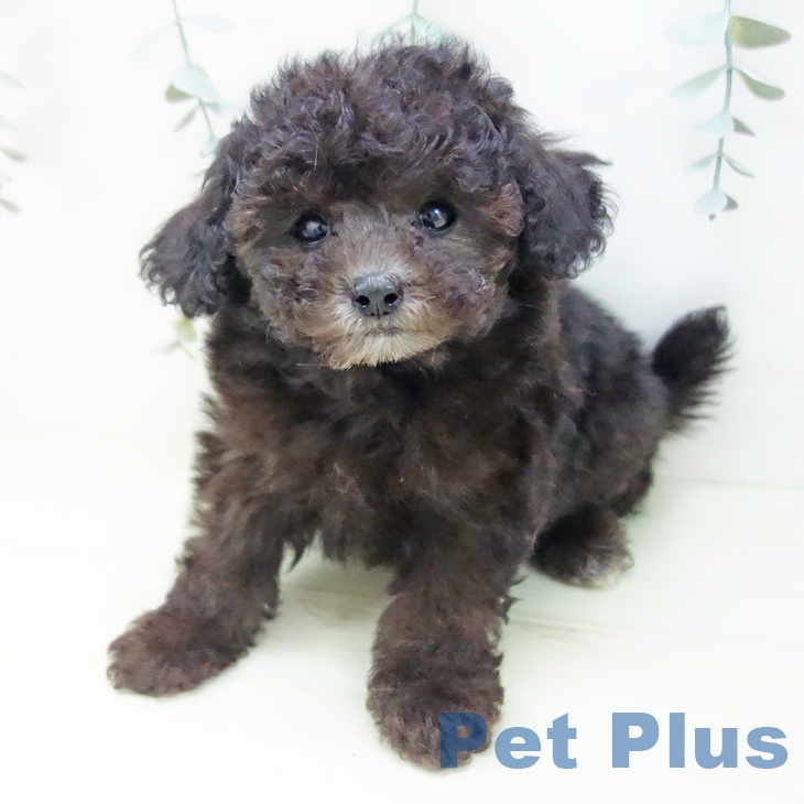 愛知県のトイプードル(トイ) (ペットプラス ナゴヤドーム前店/2025年11月27日生まれ/女の子/シルバー)の子犬の2枚目の画像