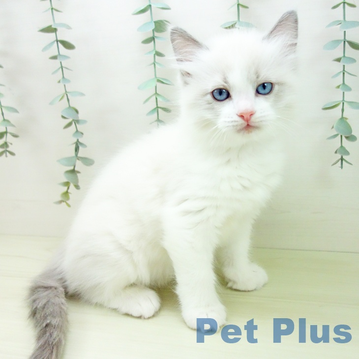愛知県のラグドール (ペットプラス 豊橋牧野店/2025年11月25日生まれ/男の子/ブルーポイントバイカラー)の子猫の1枚目の画像