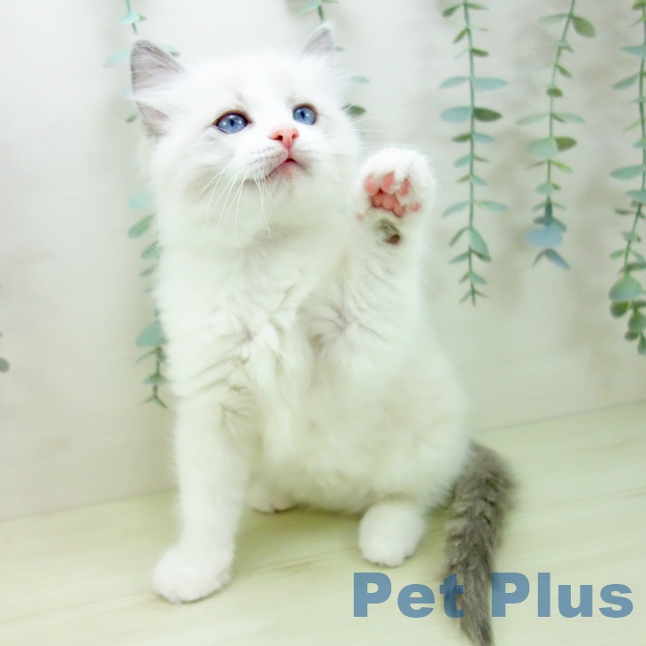 愛知県のラグドール (ペットプラス 豊橋牧野店/2025年11月25日生まれ/男の子/ブルーポイントバイカラー)の子猫の2枚目の画像