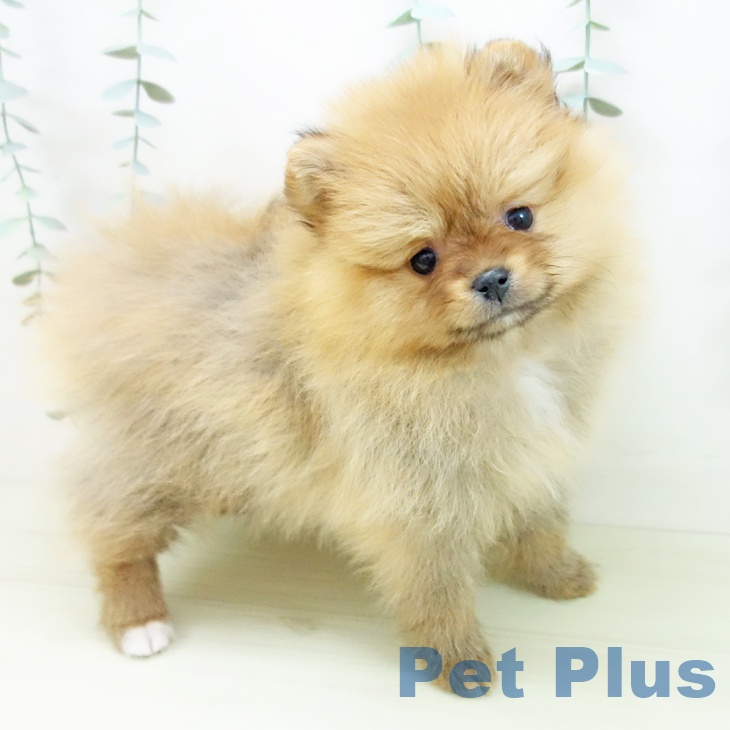 三重県のポメラニアン (ペットプラス 鈴鹿店/2025年11月28日生まれ/女の子/オレンジセーブル)の子犬の1枚目の画像