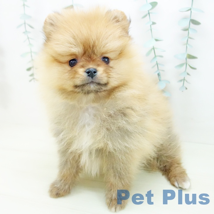 三重県のポメラニアン (ペットプラス 鈴鹿店/2025年11月28日生まれ/女の子/オレンジセーブル)の子犬の2枚目の画像