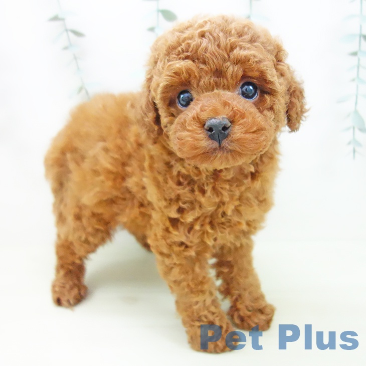 富山県のトイプードル(トイ) (ペットプラス 高岡店/2025年11月25日生まれ/女の子/レッドフォーン)の子犬の1枚目の画像