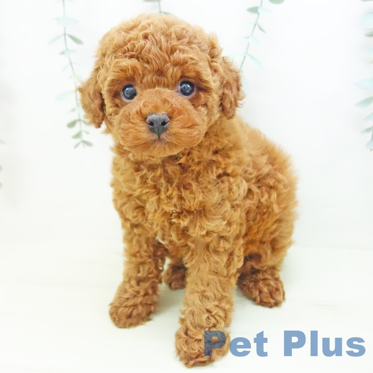 富山県のトイプードル(トイ) (ペットプラス 高岡店/2025年11月25日生まれ/女の子/レッドフォーン)の子犬の2枚目の画像