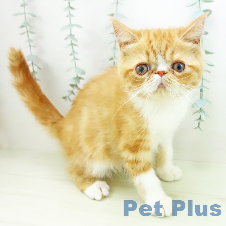 大阪府のエキゾチック (ペットプラス ららぽーと和泉店/2025年10月26日生まれ/男の子/レッドタビーホワイト)の子猫の1枚目の画像