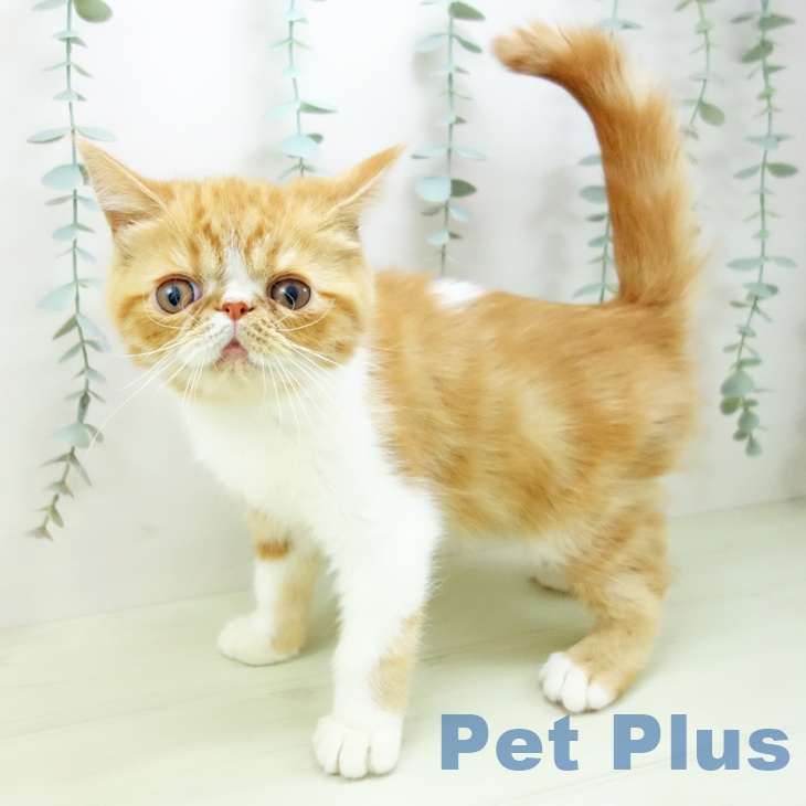 大阪府のエキゾチック (ペットプラス ららぽーと和泉店/2025年10月26日生まれ/男の子/レッドタビーホワイト)の子猫の2枚目の画像