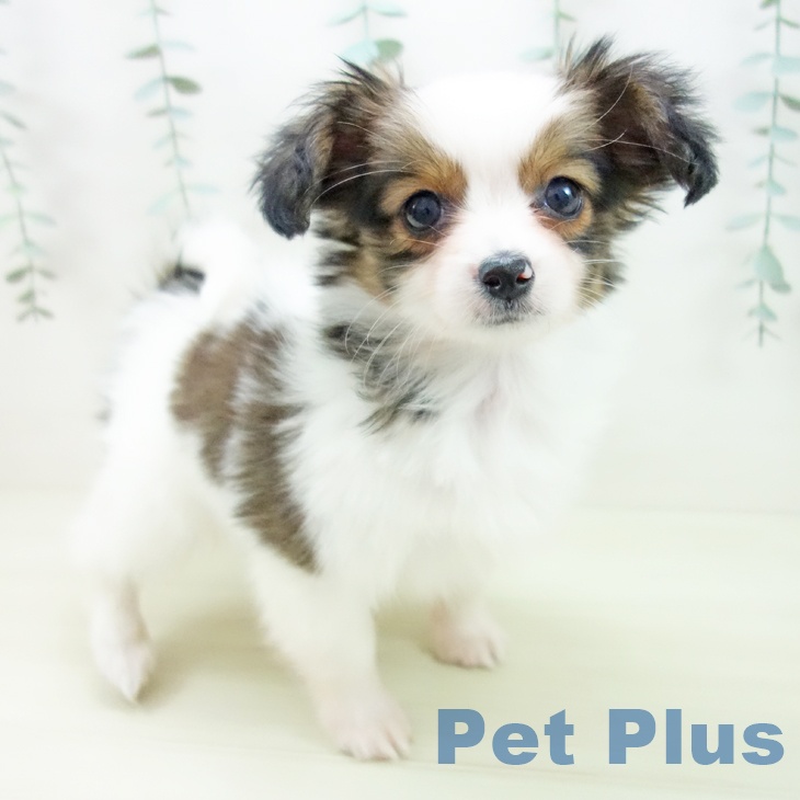 岐阜県のパピヨン (ペットプラス 各務原店/2025年11月28日生まれ/男の子/ホワイトブラウン)の子犬の1枚目の画像