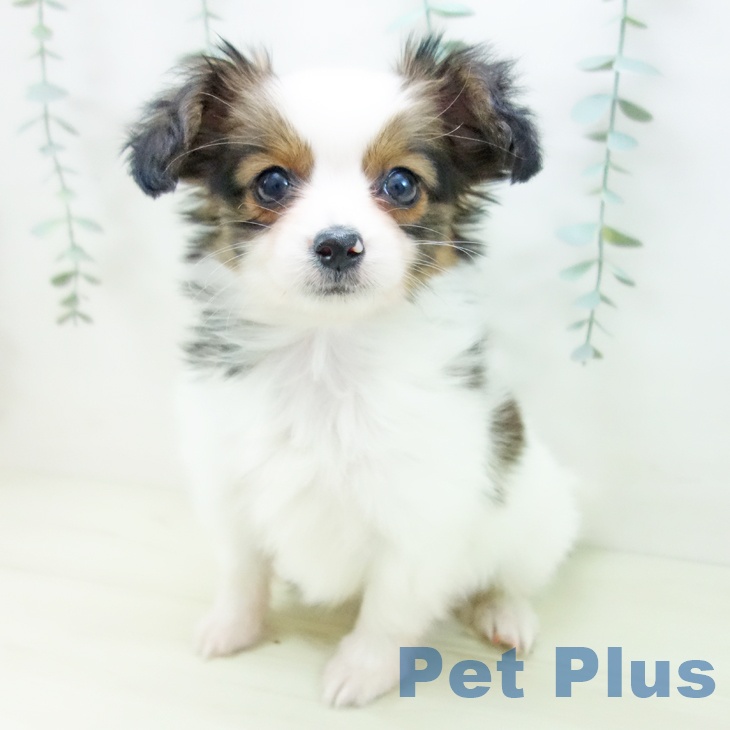 岐阜県のパピヨン (ペットプラス 各務原店/2025年11月28日生まれ/男の子/ホワイトブラウン)の子犬の2枚目の画像