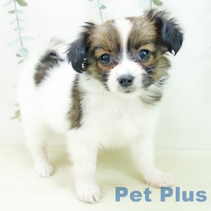愛知県のパピヨン (ペットプラス 名古屋茶屋店/2025年11月28日生まれ/女の子/ホワイトブラウン)の子犬の1枚目の画像